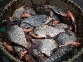 鳊魚和團頭魴成魚養殖與水質改良劑研發