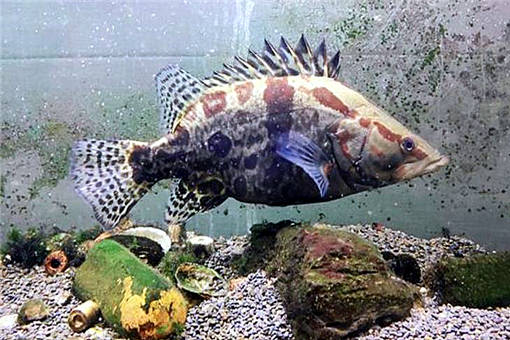 鱖魚養殖 2020年市場價格、養殖前景、技術革新與水質管理