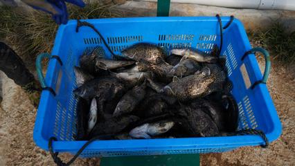 “游進”全產業鏈 歙縣集約化養殖鱖魚肥美上市