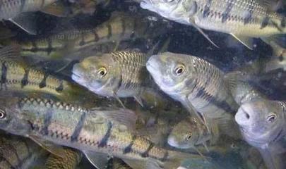 石斑魚養殖環境核心要素與四大養殖模式解析，兼論水質改良劑研發的重要性