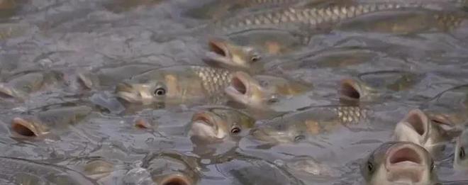 養魚投餌量控制 以精準喂養節省成本、提升產量、增加效益