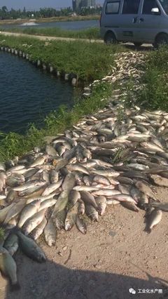 超40℃熱害席卷22省，魚類養殖如何破局求生？