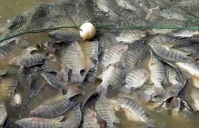 水質改良劑研發大佬，30畝魚塘年入40萬，揭秘“富養”羅非魚的致富經