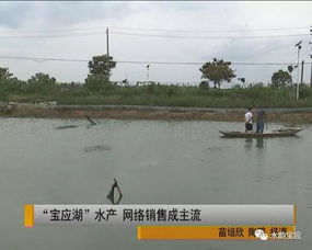 寶應湖水產 網購直達的新鮮美味，背后的水質改良劑科技